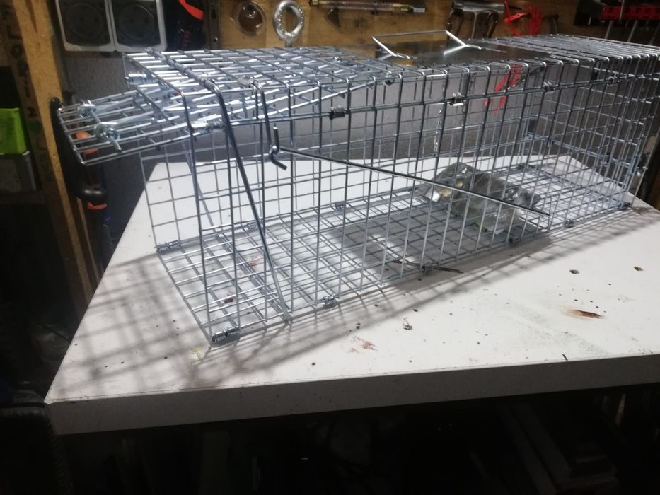 Capcana animale dăunătoare (dihori, șobolani, veverițe, pisici)