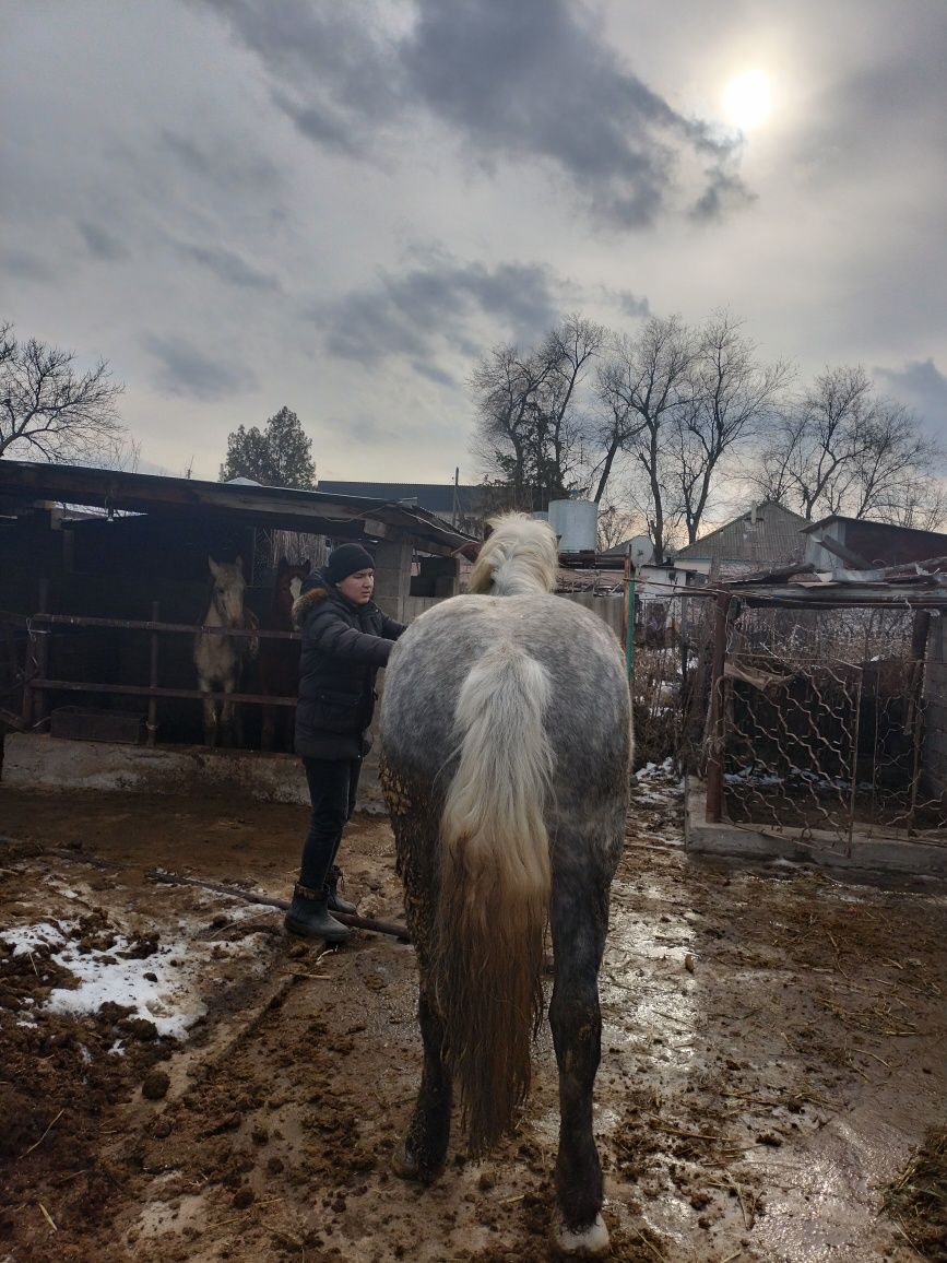 Айғыр сатылады россия