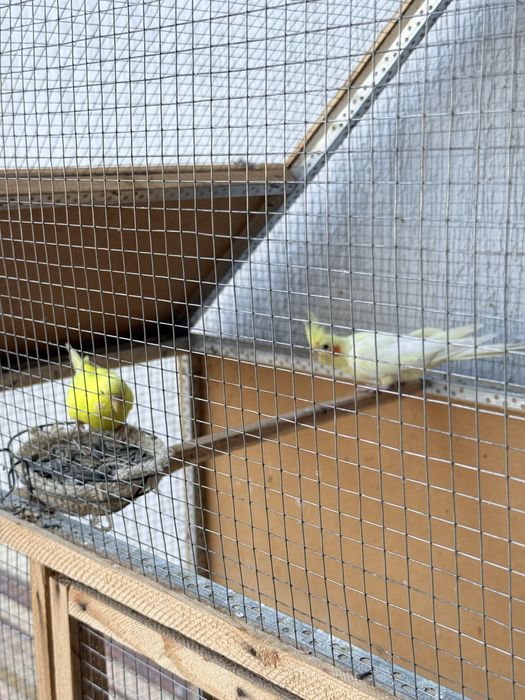 Желтый волнистый попугай лютино и корелла в продаже