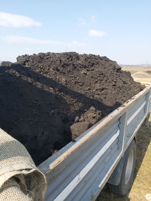 pamat negru vegetal 120 lei/mc