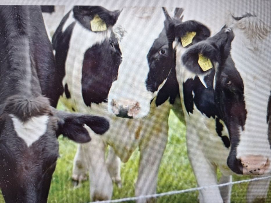 Vaci rasa baltata romaneasca