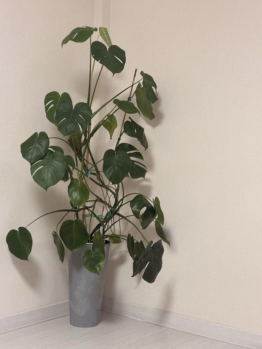 Продам цветок манстера