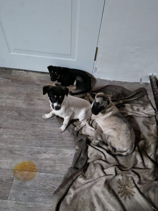 Отдам в хорошие руки щенков