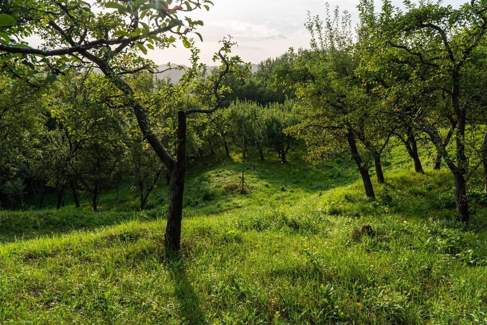 Vanzare teren la munte pt casa de vacanta