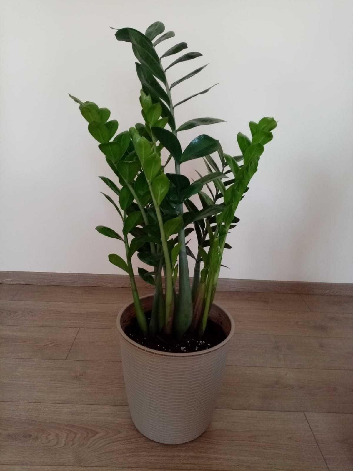 Vând plante Zamioculcas