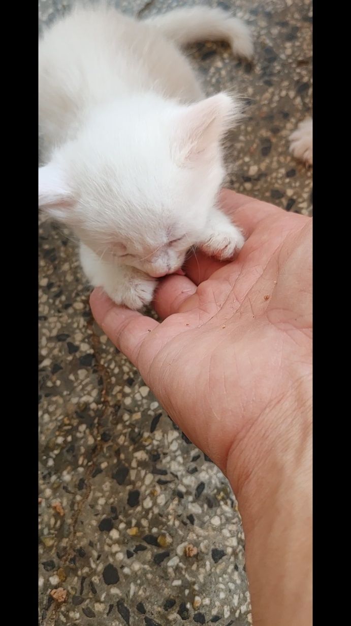 Бяло коте на 2 месеца турска ангорка