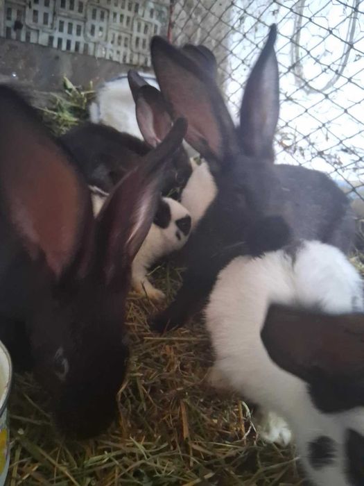 vind iepuri fluture german