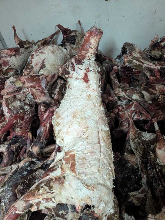 Мясо сайгака из Караганды