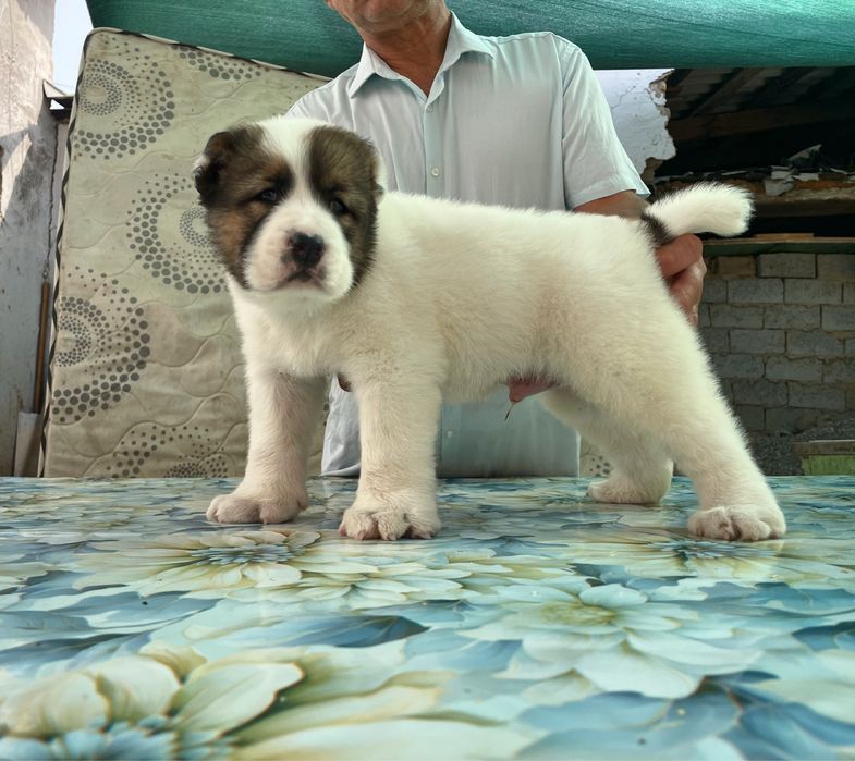 Щенок Алабая ( Супер Гигант )