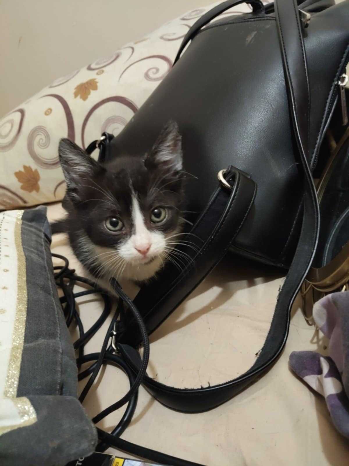 Момче коте си търси дом