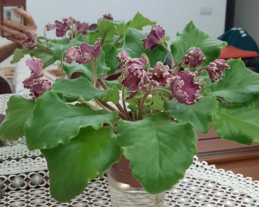Фиалка Калина красная (детки и стартеры)