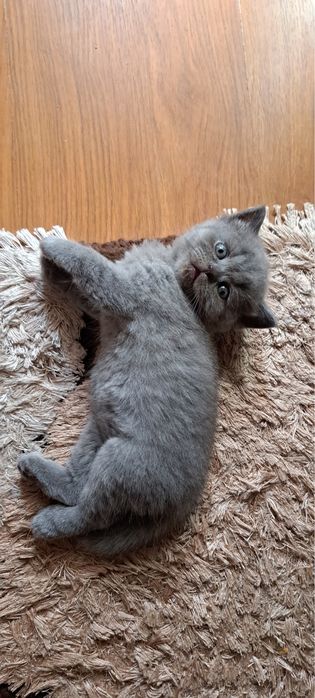 Fetita British Shorthair gri !!