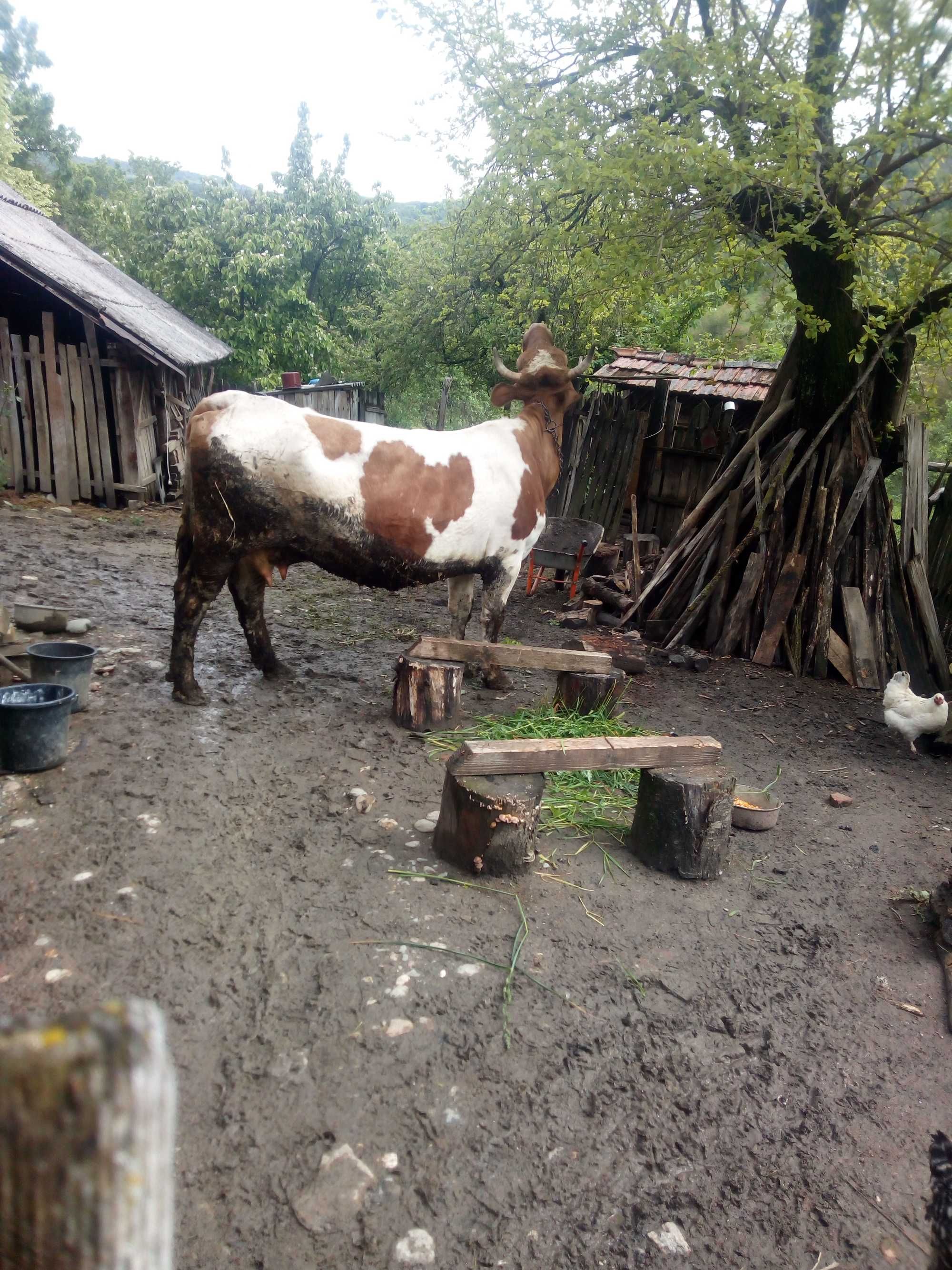 Vacă bună de lapte gestantă în trei luni