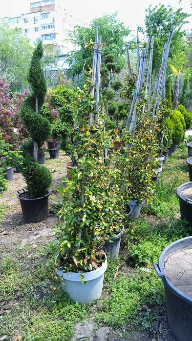 Iasomie alba, galbena, roz la ghiveci cu crestere rapida