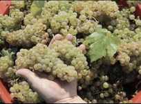 Vand Struguri de Vin
