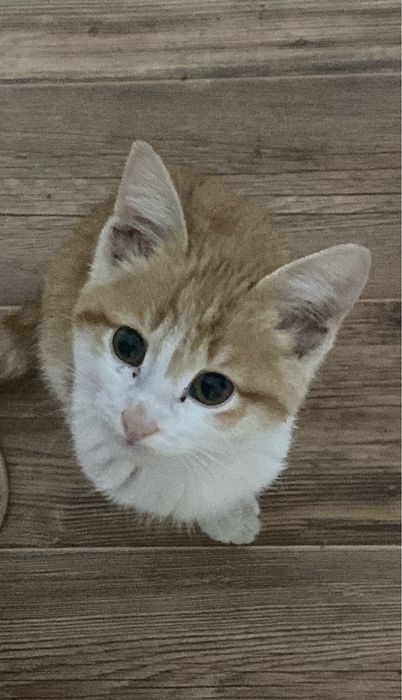 Котенок в добрые руки