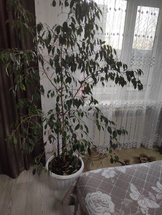 Цветок комнатный