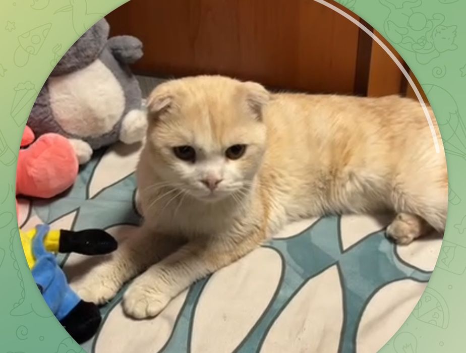 Scottish fold oq