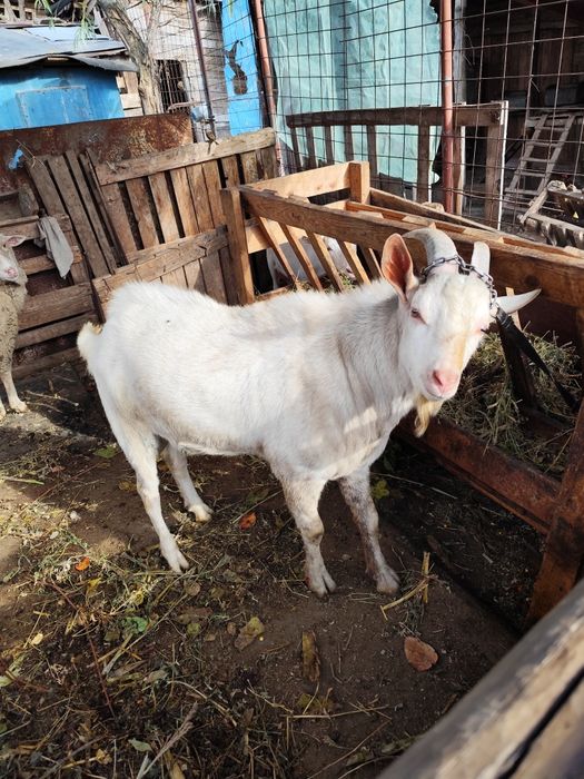 Vând țap  saanen