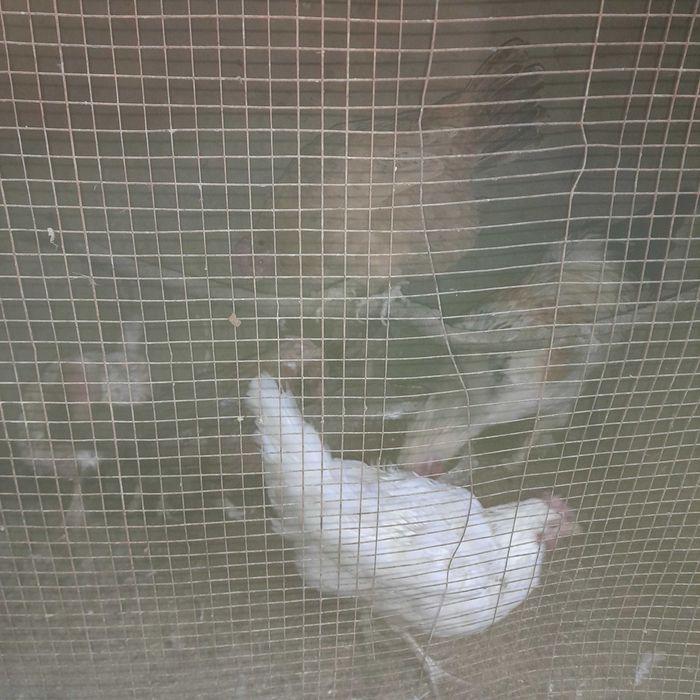 Tovuqlar srochna sotiladi kelishamiz