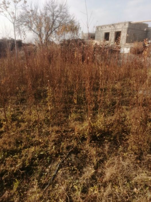 Xasaki o‘rik mayda donak ko‘chatlari sotiladi Manzil Buxoro Viloyatida