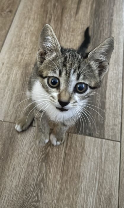 женско коте на два месеца