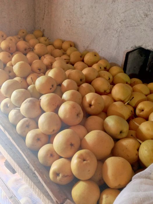 Нок хил мазали..