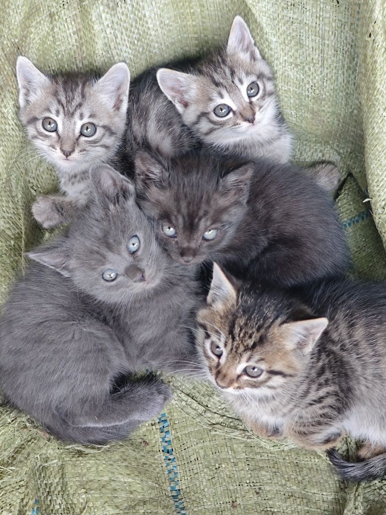 Отдам котят  в добрые руки