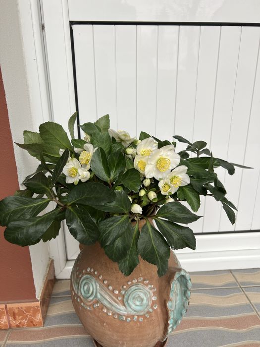 Trandafirul de craciun( Spanz)