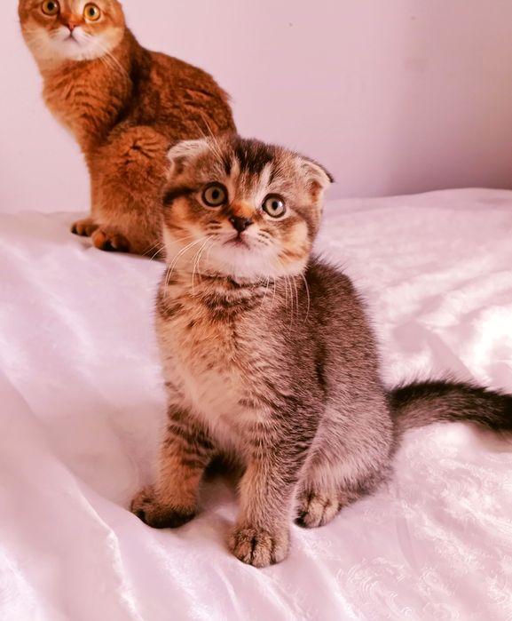 Шотландские здоровые котята 4 мес