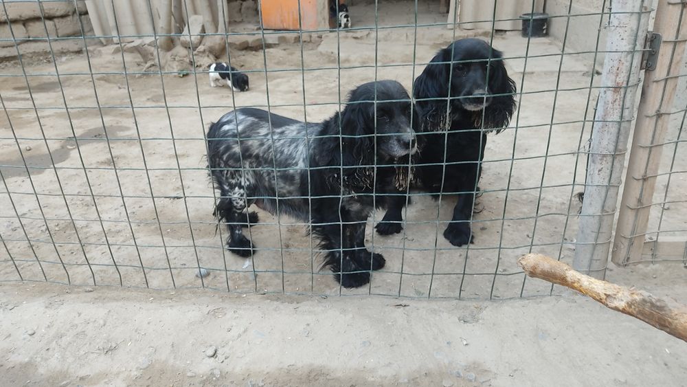 Продаю собак пародистых руские испаньеры