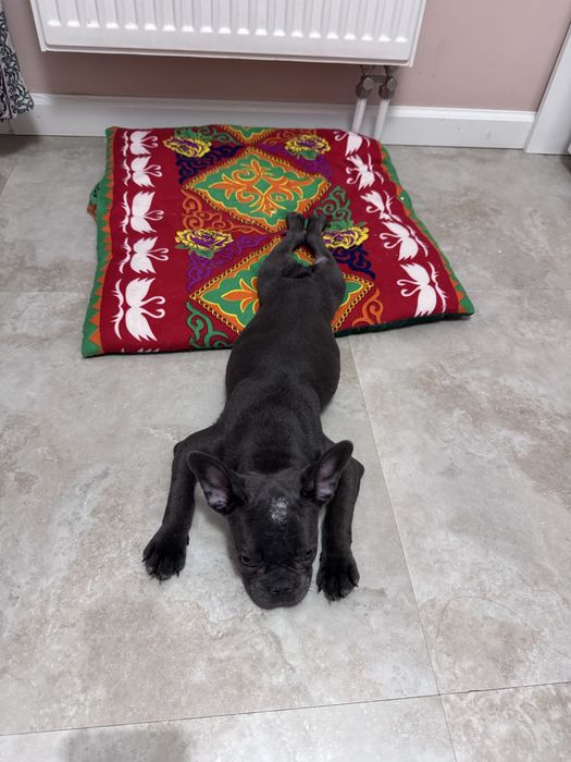 Щенок 4 месяца французуий будтдог продам . Документы имеются.