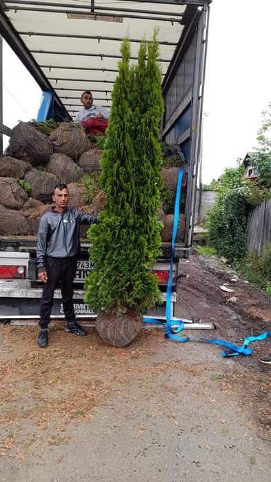 Tuia brazi mesteacăn tei salcie prunus criptomenia Danica magnolia