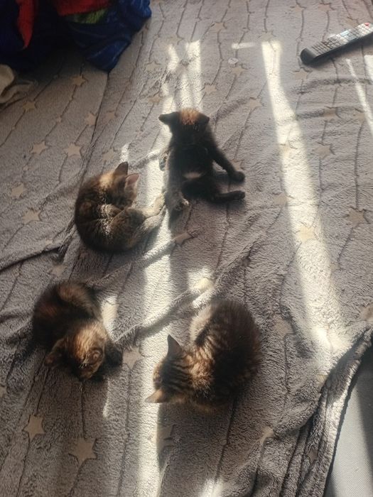 Отдам котята в хорошие руки
