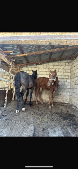 Тайлар сатылады семыз