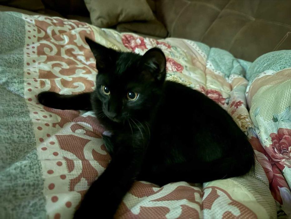 Котята, 2 месяца, бесплатно, Ташкент
