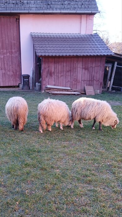 Oi turcane de vânzare