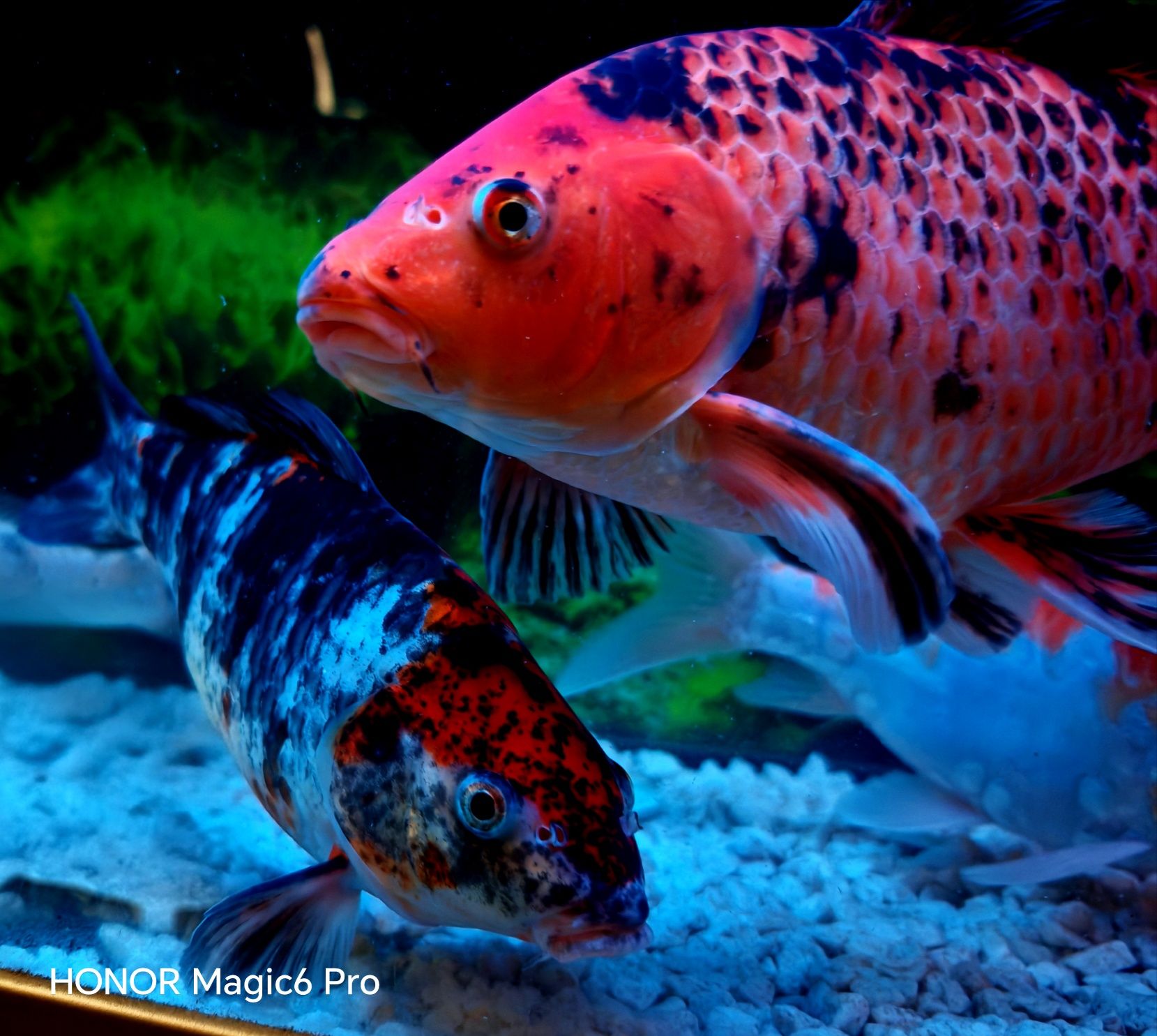 Koi gold auriu cu rosu si negru 38-40cm