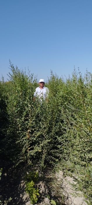 Qayragʻoch va Sada Qayragʻoch ( Gujum ) koʻchatlari