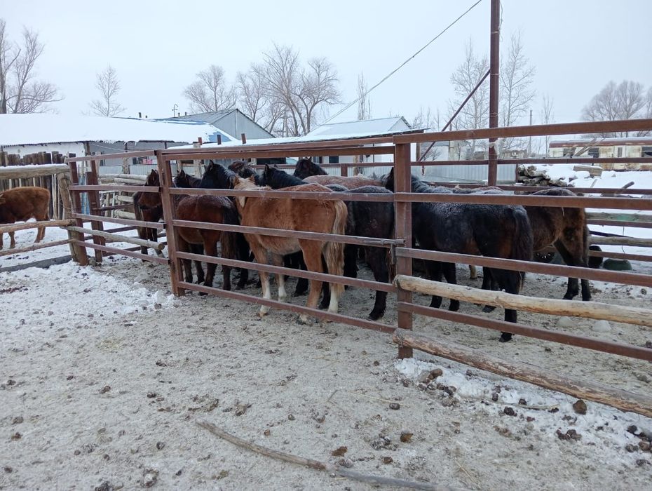 50бас жабагы сатылат