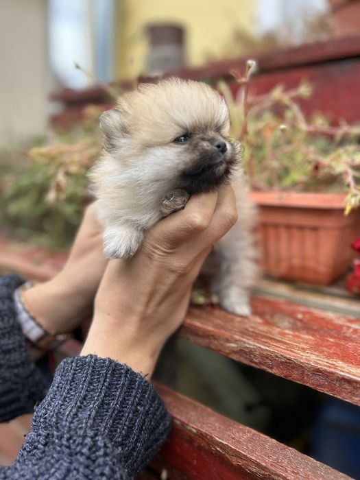 Уникални померани