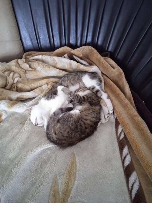 Отдам котят приличных в добрые руки!