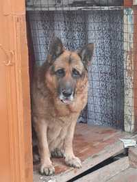 Пропала собака,  немецкая овчарка Гастелла Баянаульская