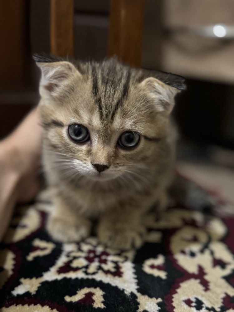 Котяты Scottish fold