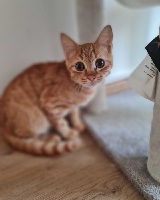 Рижаво коте си търси дом