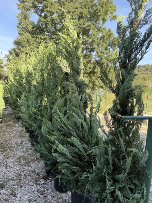 Vand leylandi calitate extra diferite dimensiuni