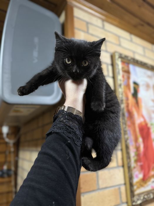 Пушистая Девочка