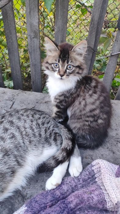 Котята в добрые руки