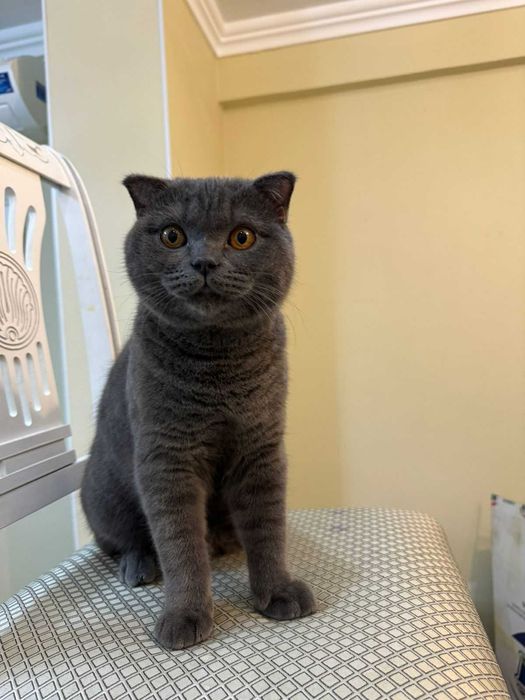 Породистый британский кот посетит кошечку на вязку