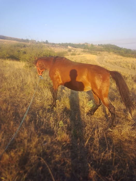 Vând cai buni se lasă bună